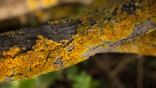 Moss on tree, Merri Creek